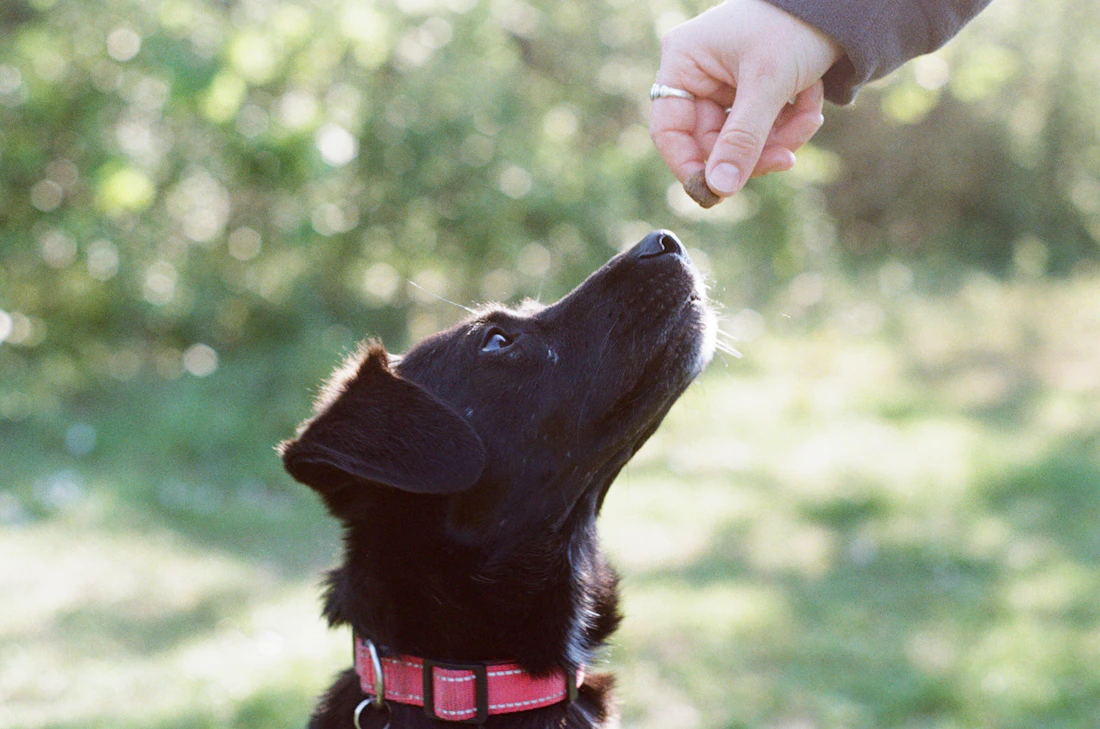 A black dog looking up at a treat held in a person's hand outdoors